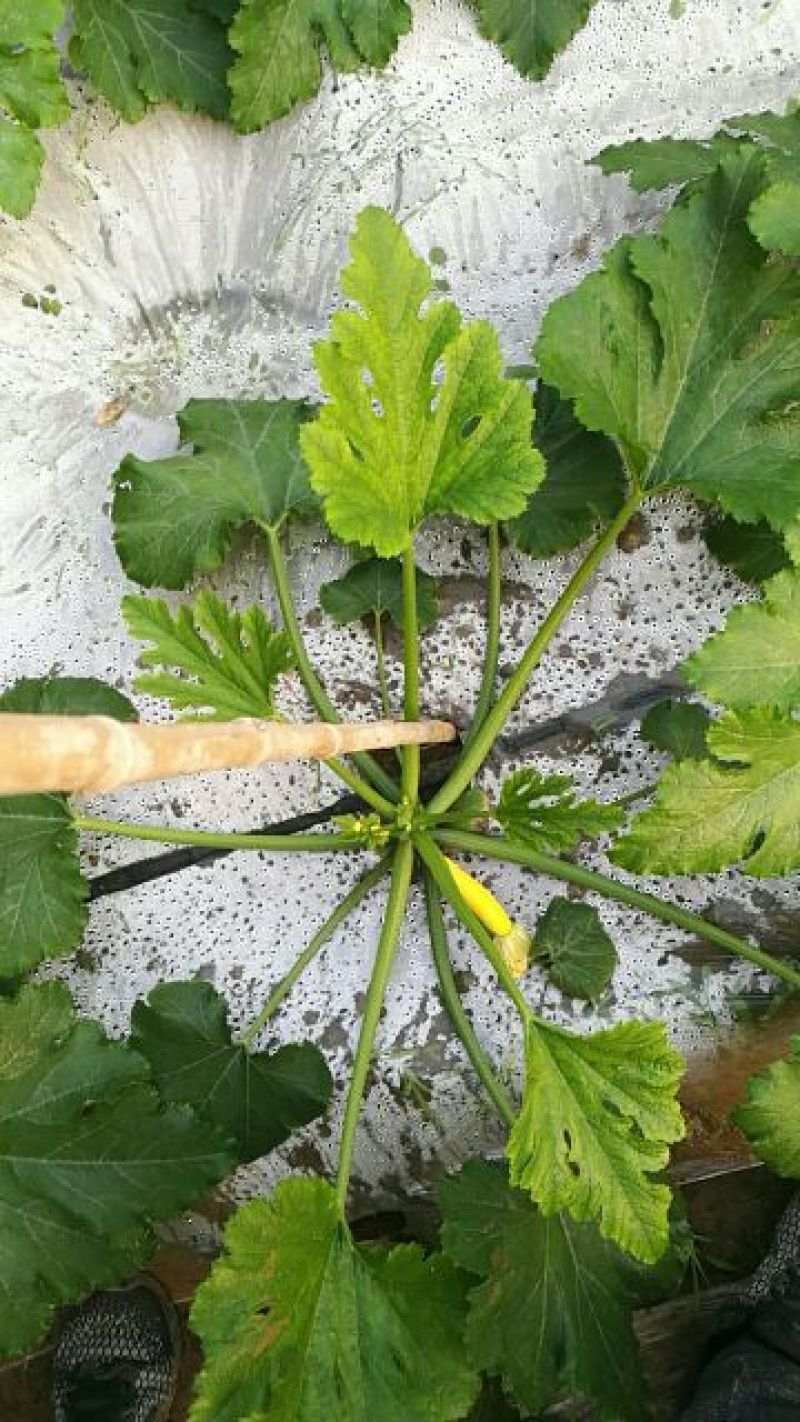 香蕉西葫芦0.6斤以上