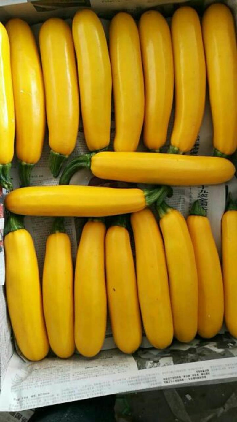 香蕉西葫芦0.6斤以上