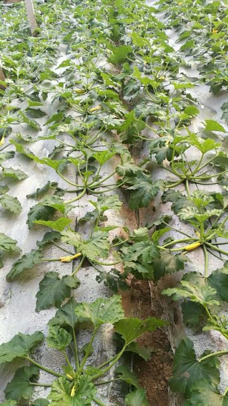 香蕉西葫芦0.6斤以上