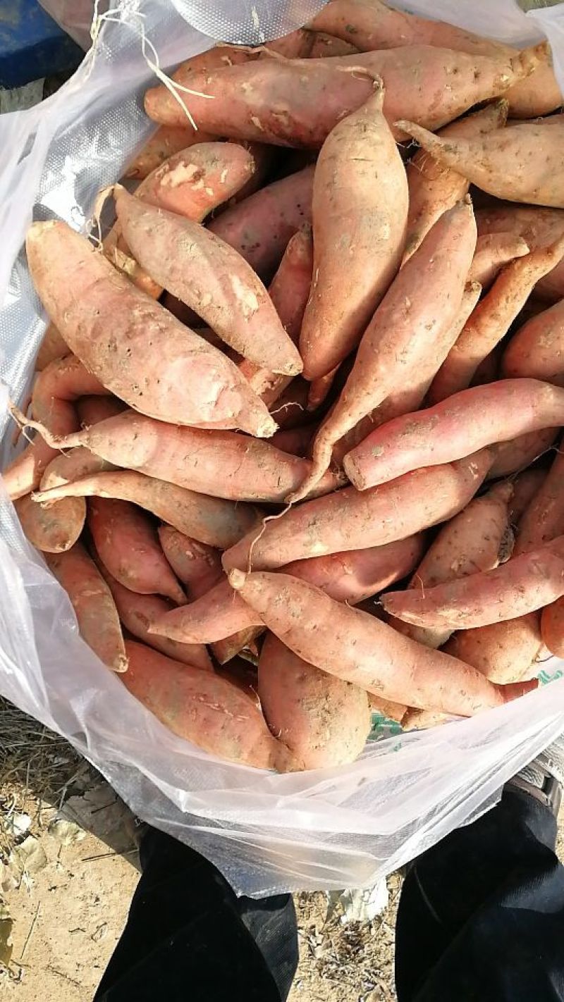 烟薯25小薯3两以下商品红薯精捡包装