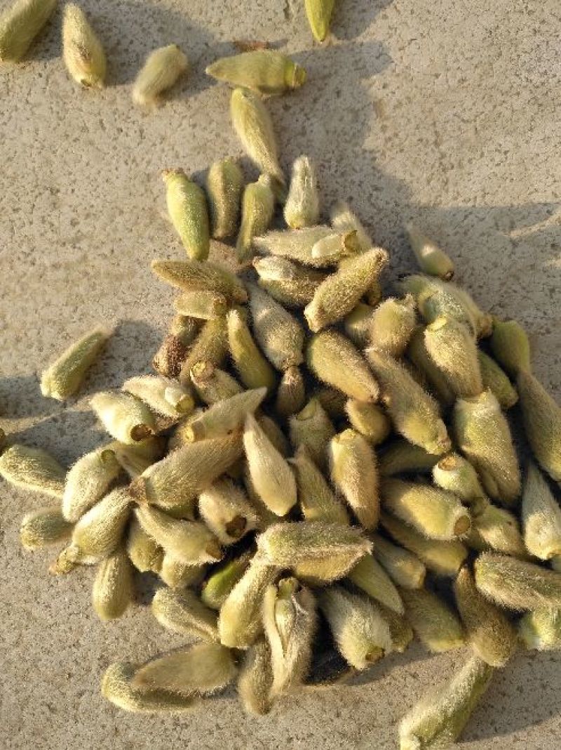 辛夷无梗大花，手工采摘，自然晾晒