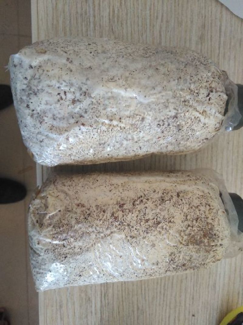 黑皮鸡枞栽培种
