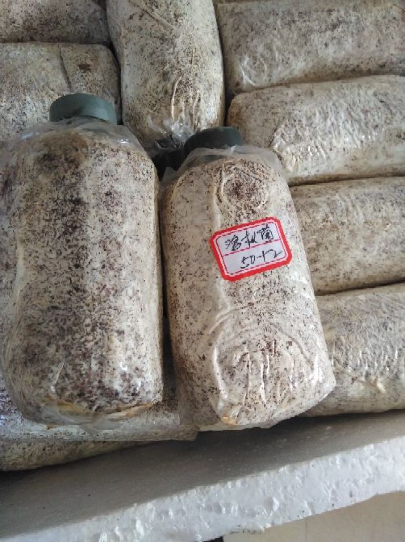 黑皮鸡枞栽培种