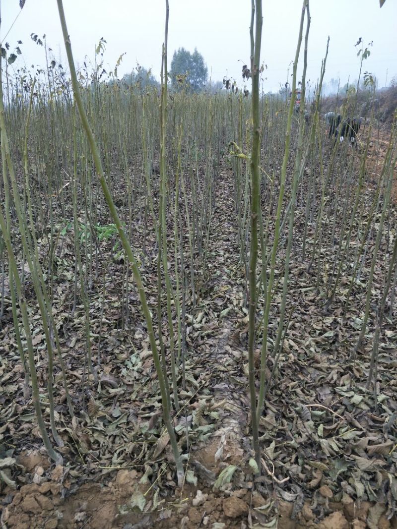 嫁接薄皮核桃苗80cm以上2年