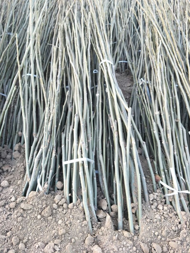 嫁接薄皮核桃苗80cm以上2年