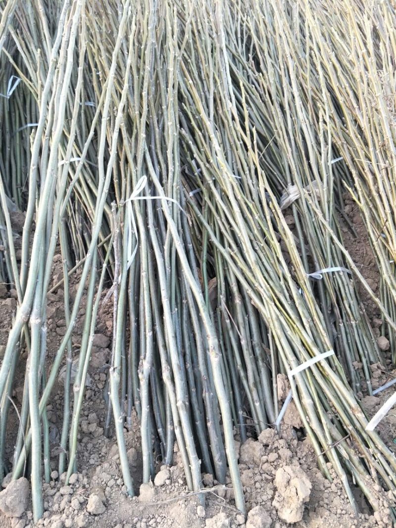 嫁接薄皮核桃苗80cm以上2年