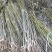 嫁接薄皮核桃苗80cm以上2年