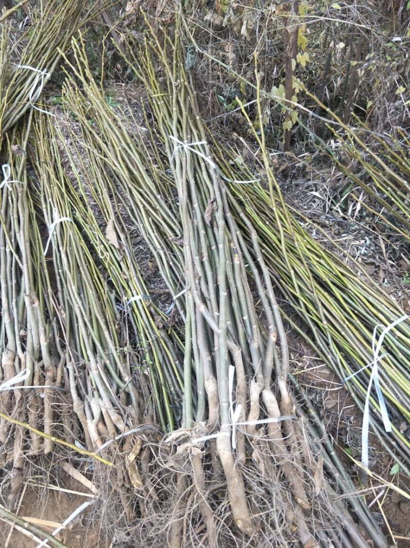 嫁接薄皮核桃苗80cm以上2年