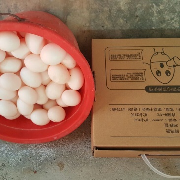 鸽子蛋食用