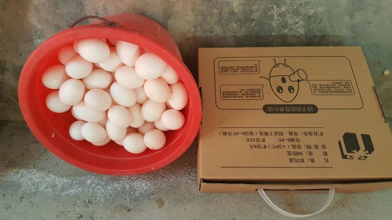 鸽子蛋食用