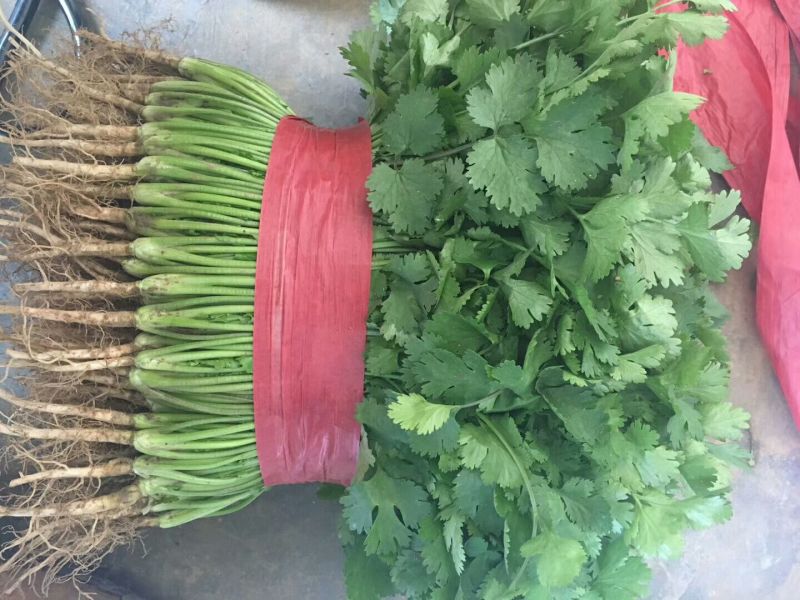 小叶香菜25~30厘米以上