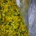 野菊花袋装