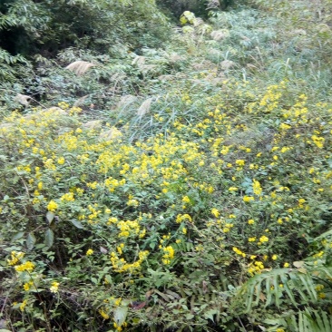 野菊花袋装