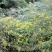 野菊花袋装