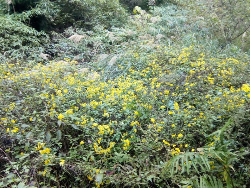 野菊花袋装