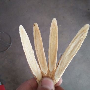 黄芪切片1cm