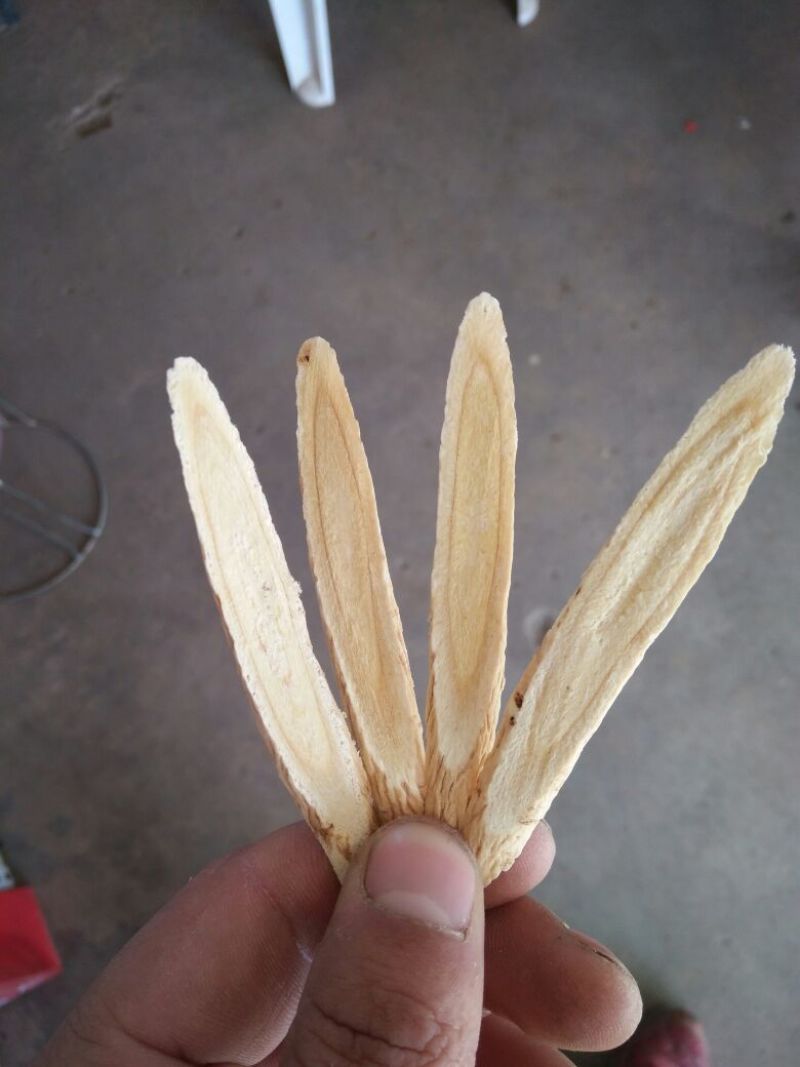 黄芪切片1cm