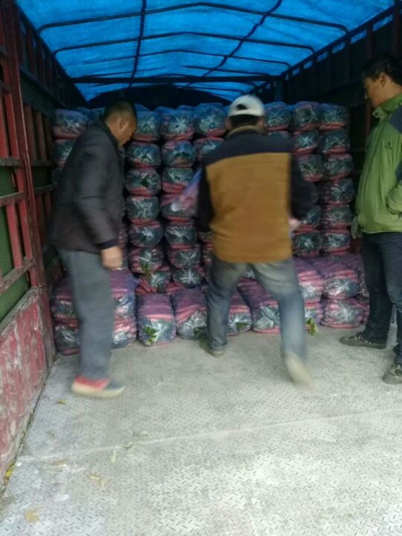 三红胡萝卜3两以上带土15厘米以上橙