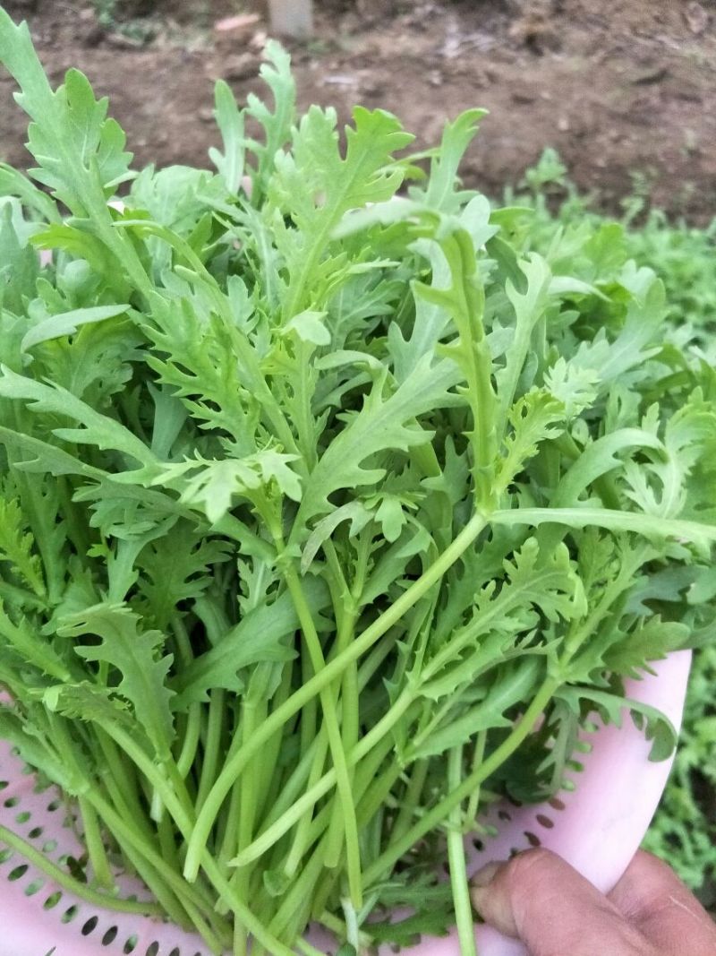 小叶茼蒿15~20cm