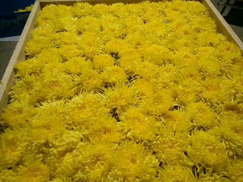 茶叶2025年金丝皇菊200朵起批