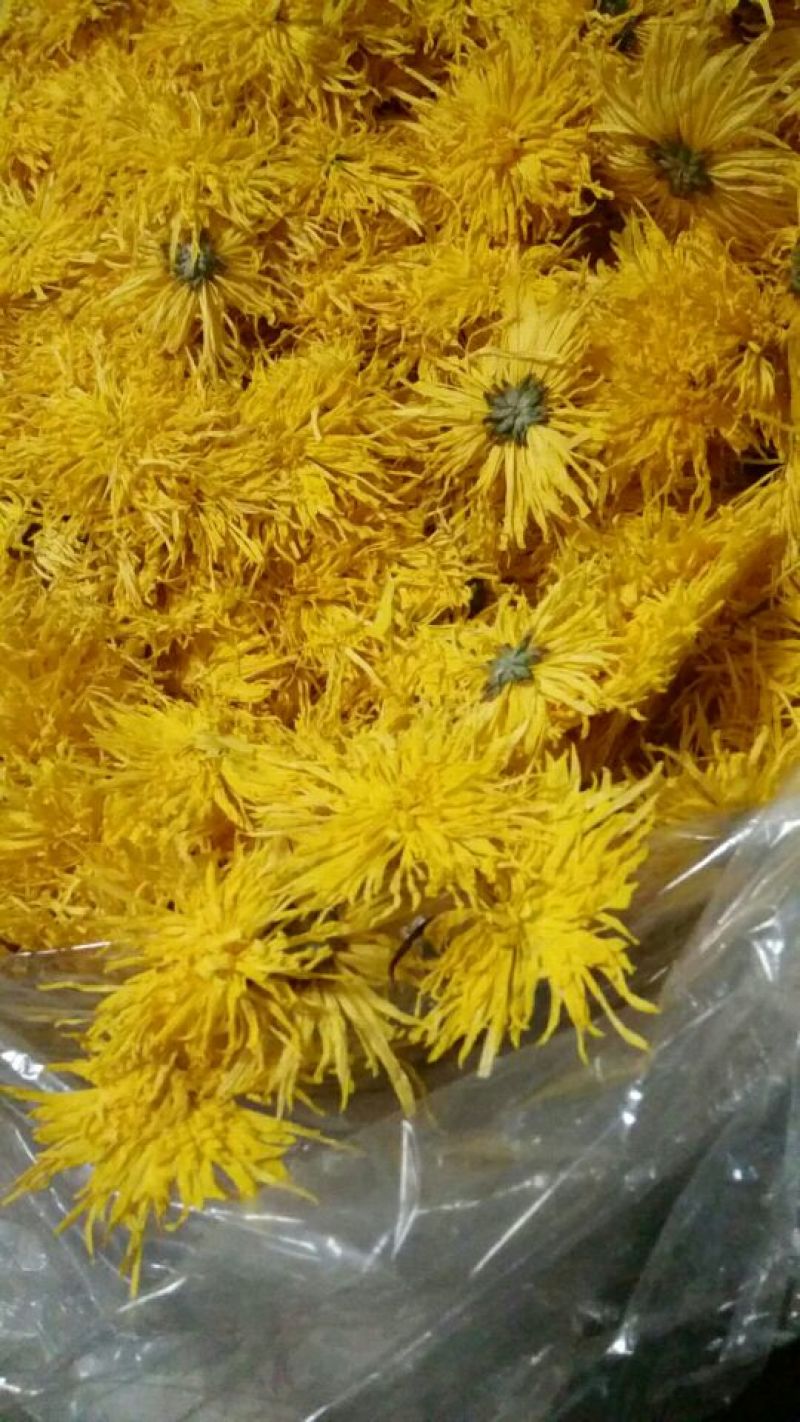 茶叶2025年金丝皇菊200朵起批