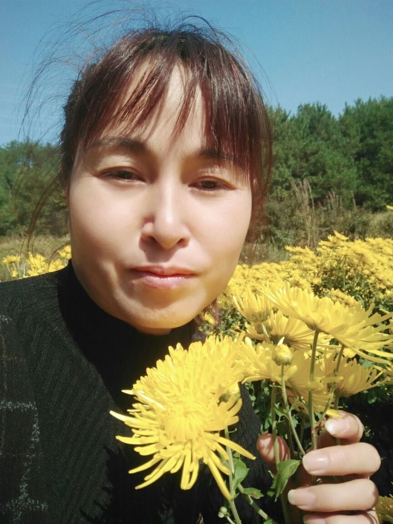 茶叶2025年金丝皇菊200朵起批