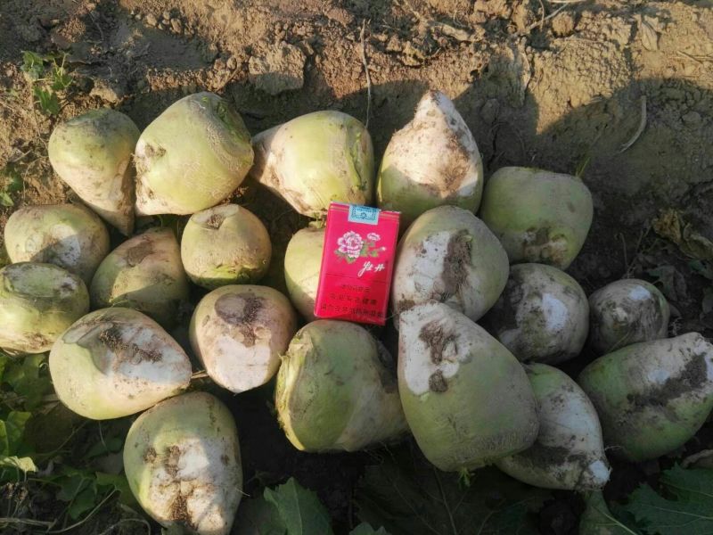 芥菜头疙瘩菜大量上市，欢迎新老客户前来采购…