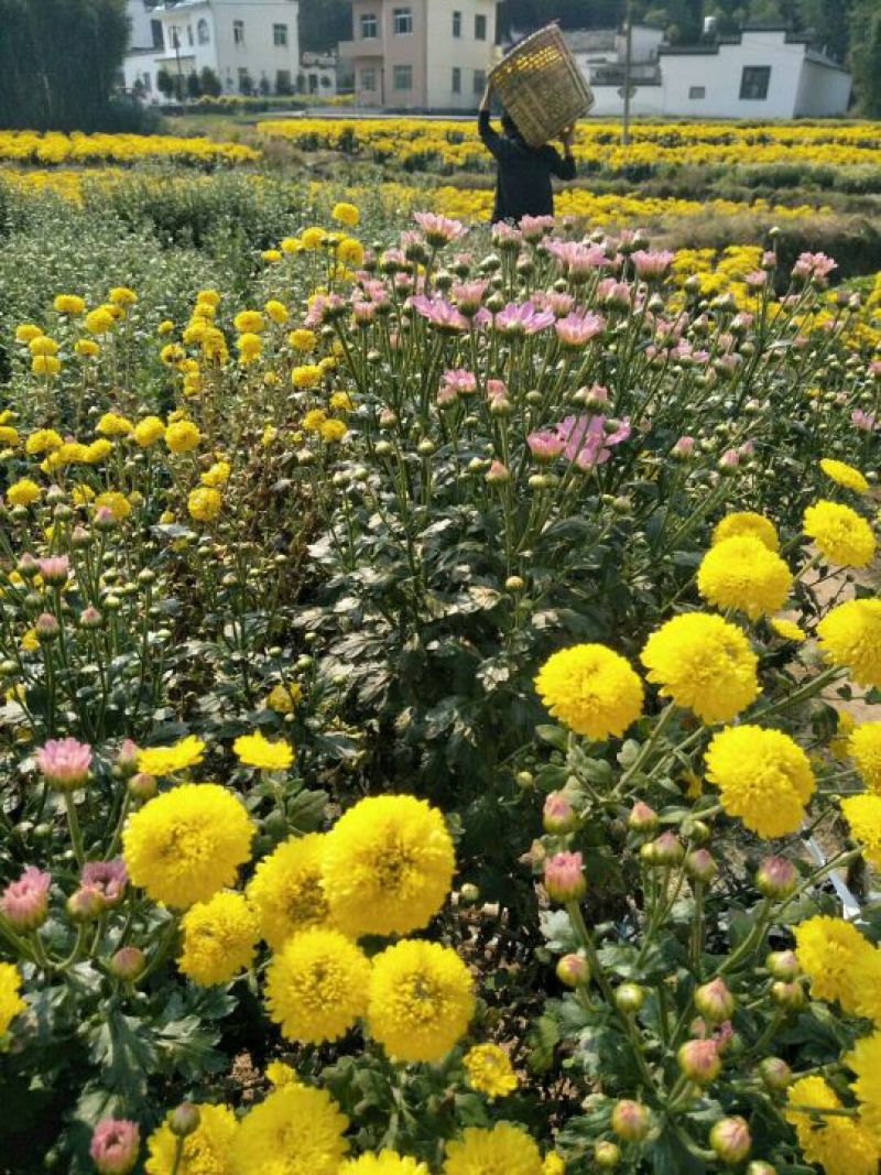 茶叶2025年金丝皇菊200朵起批