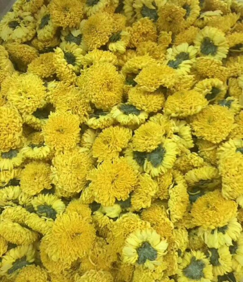 茶叶2025年金丝皇菊200朵起批