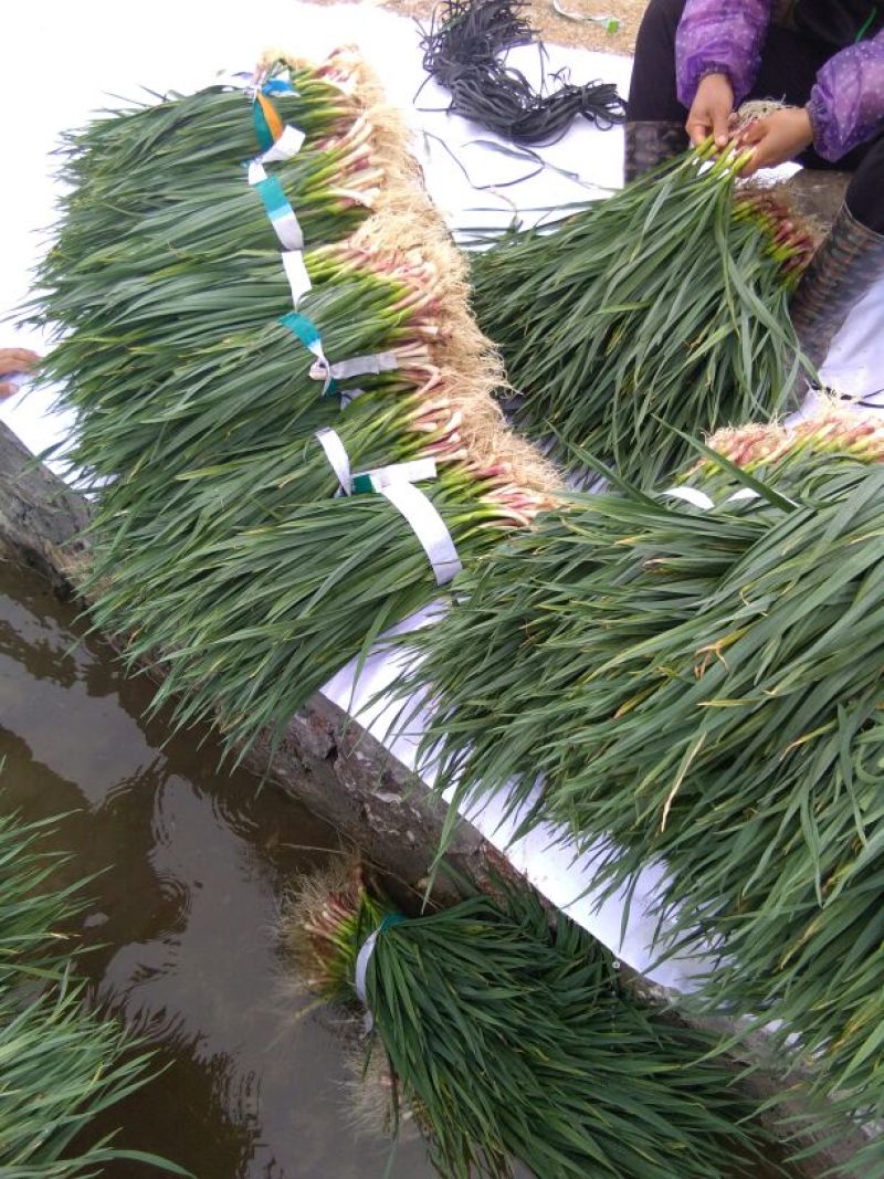 蒜苗50~60cm，大量上市本人代办已十几年经验，
