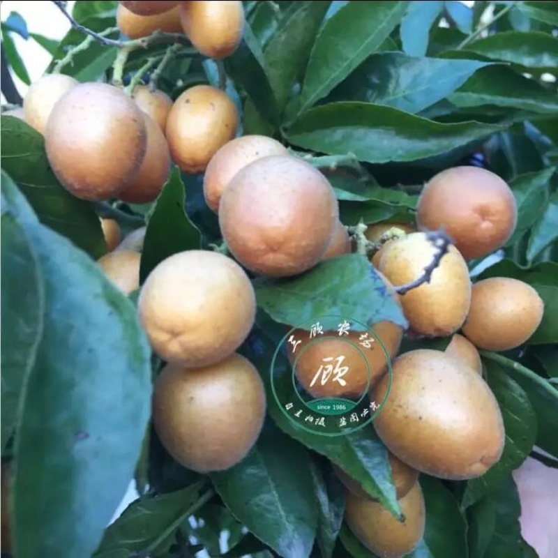 黑皮无核鸡心黄皮果苗30~50cmcm嫁接苗带叶发货