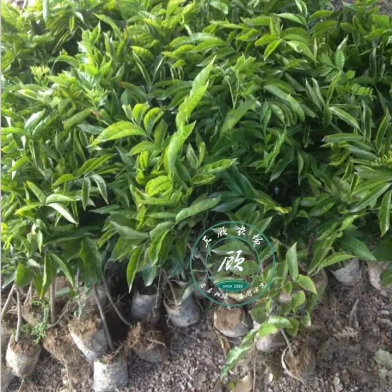 黑皮无核鸡心黄皮果苗30~50cmcm嫁接苗带叶发货