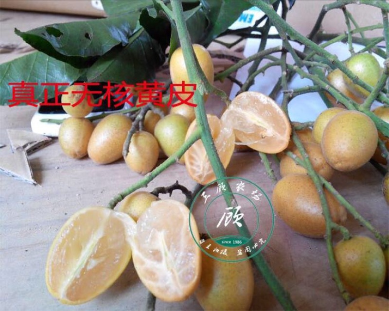 黑皮无核鸡心黄皮果苗30~50cmcm嫁接苗带叶发货