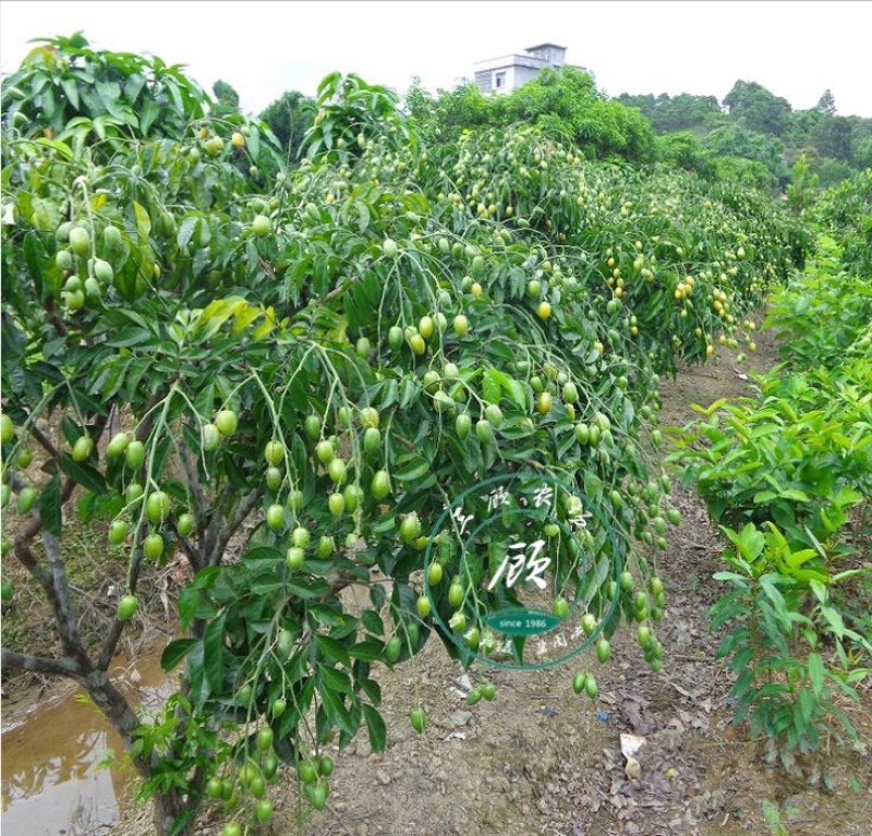 黑皮无核鸡心黄皮果苗30~50cmcm嫁接苗带叶发货