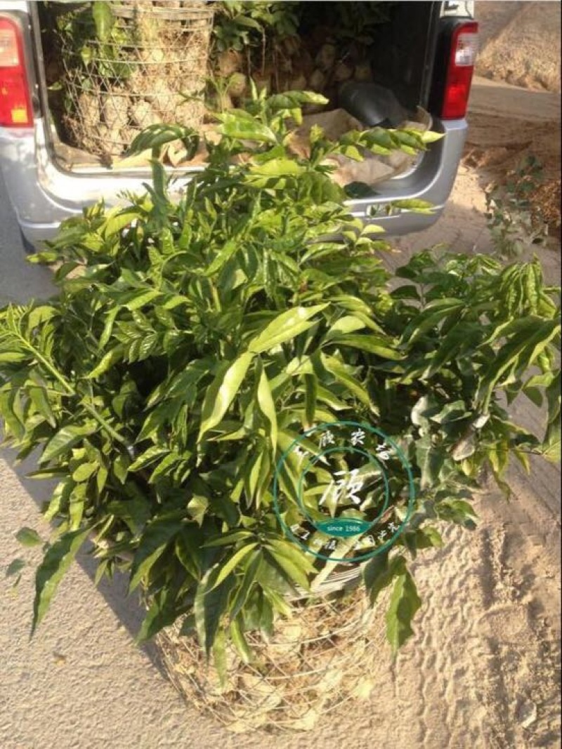 黑皮无核鸡心黄皮果苗30~50cmcm嫁接苗带叶发货