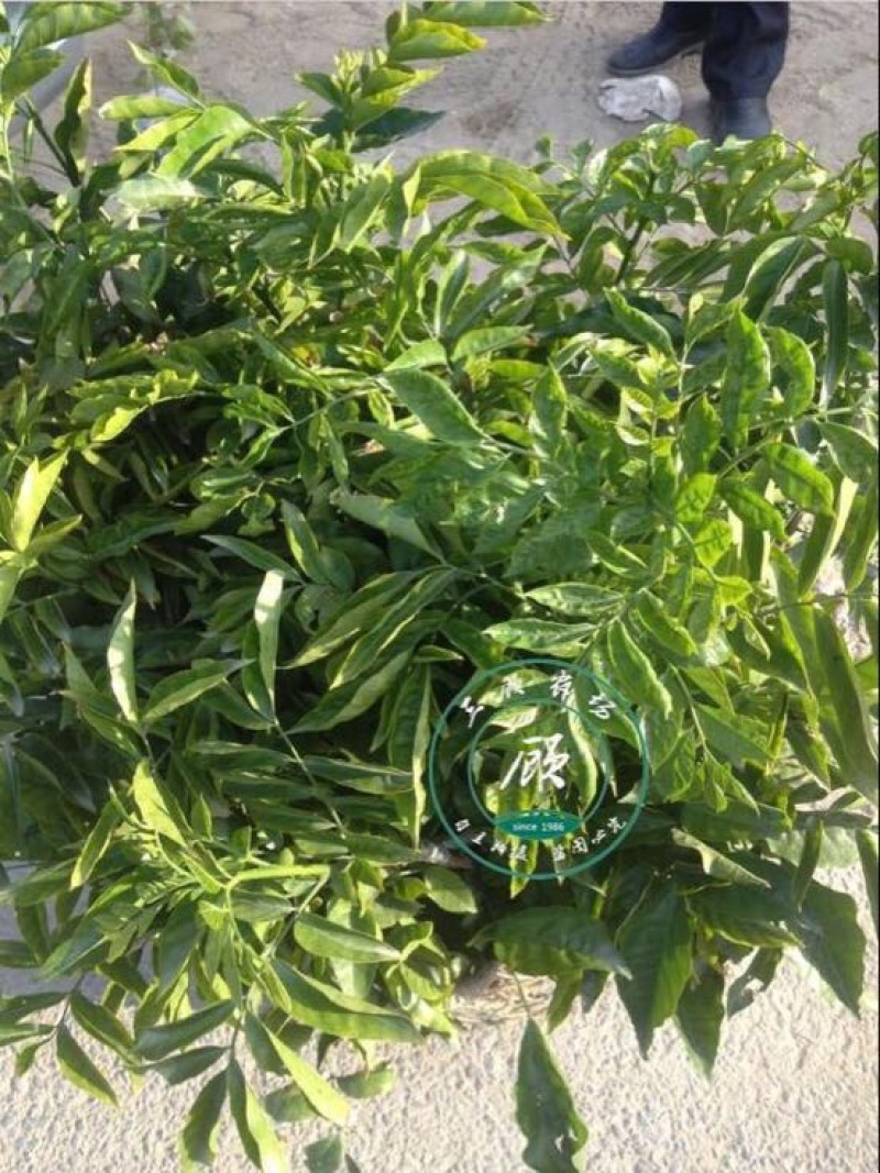 黑皮无核鸡心黄皮果苗30~50cmcm嫁接苗带叶发货