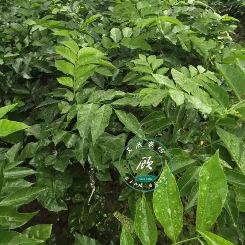 黑皮无核鸡心黄皮果苗30~50cmcm嫁接苗带叶发货