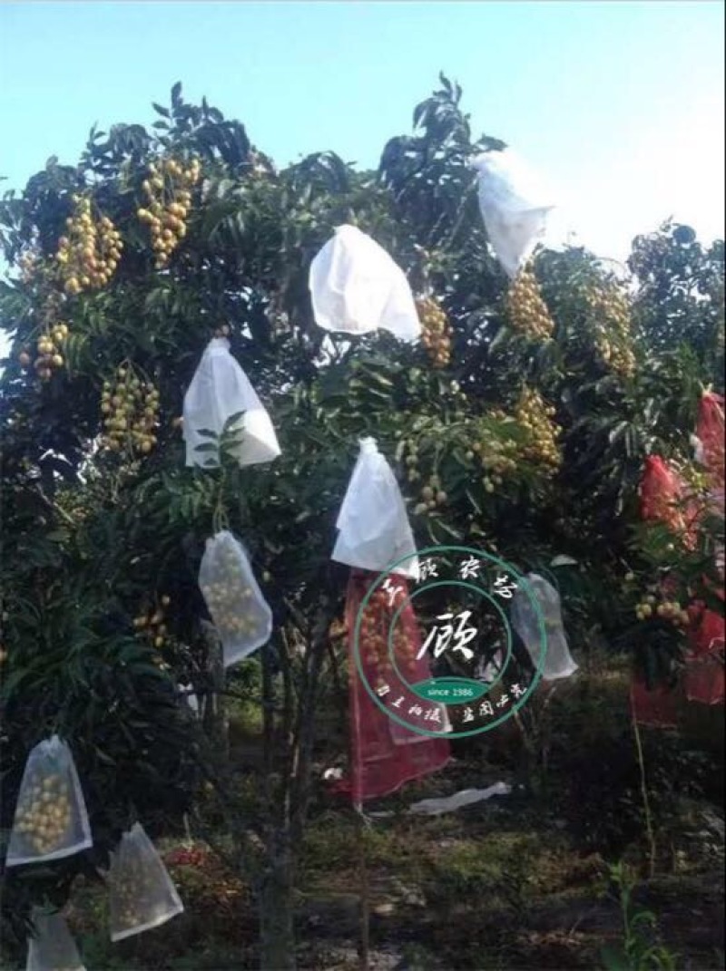 黑皮无核鸡心黄皮果苗30~50cmcm嫁接苗带叶发货