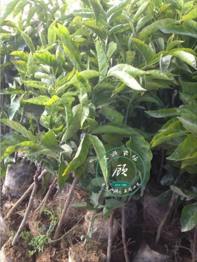 黑皮无核鸡心黄皮果苗30~50cmcm嫁接苗带叶发货
