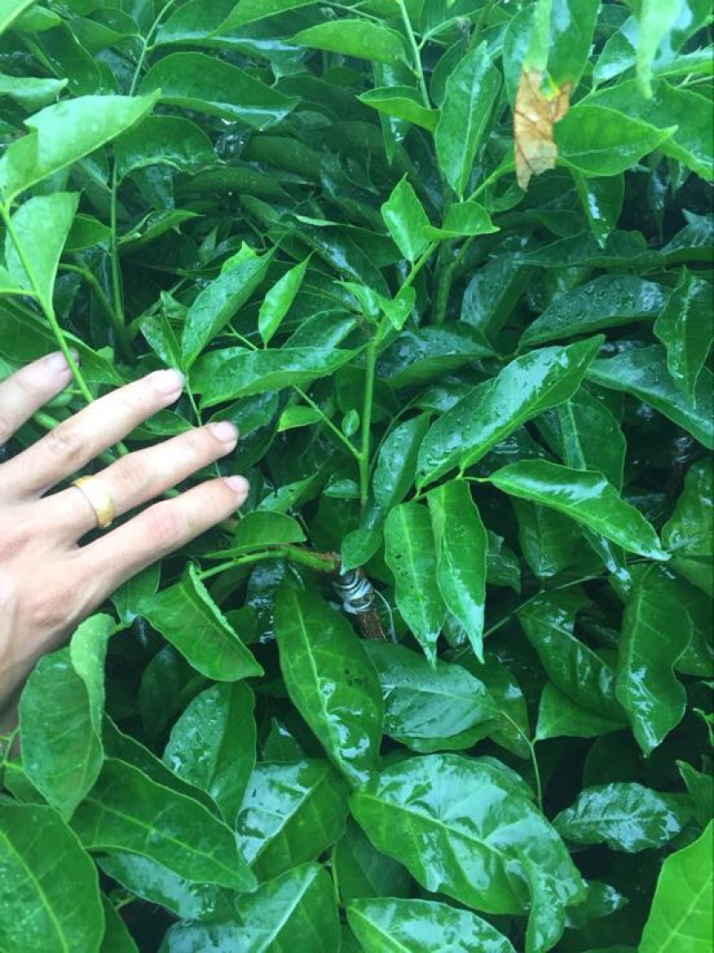 黑皮无核鸡心黄皮果苗30~50cmcm嫁接苗带叶发货