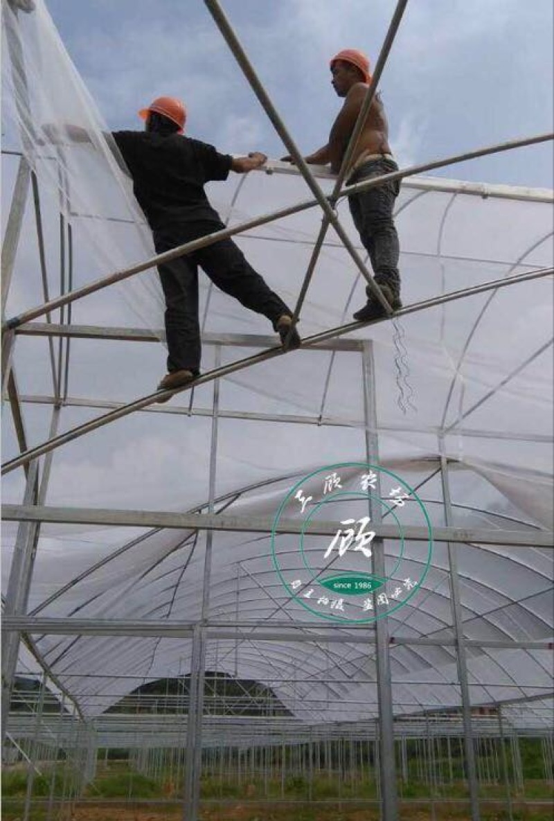 纽荷尔脐橙苗卡拉卡拉红心血橙苗一年苗嫁接果树苗