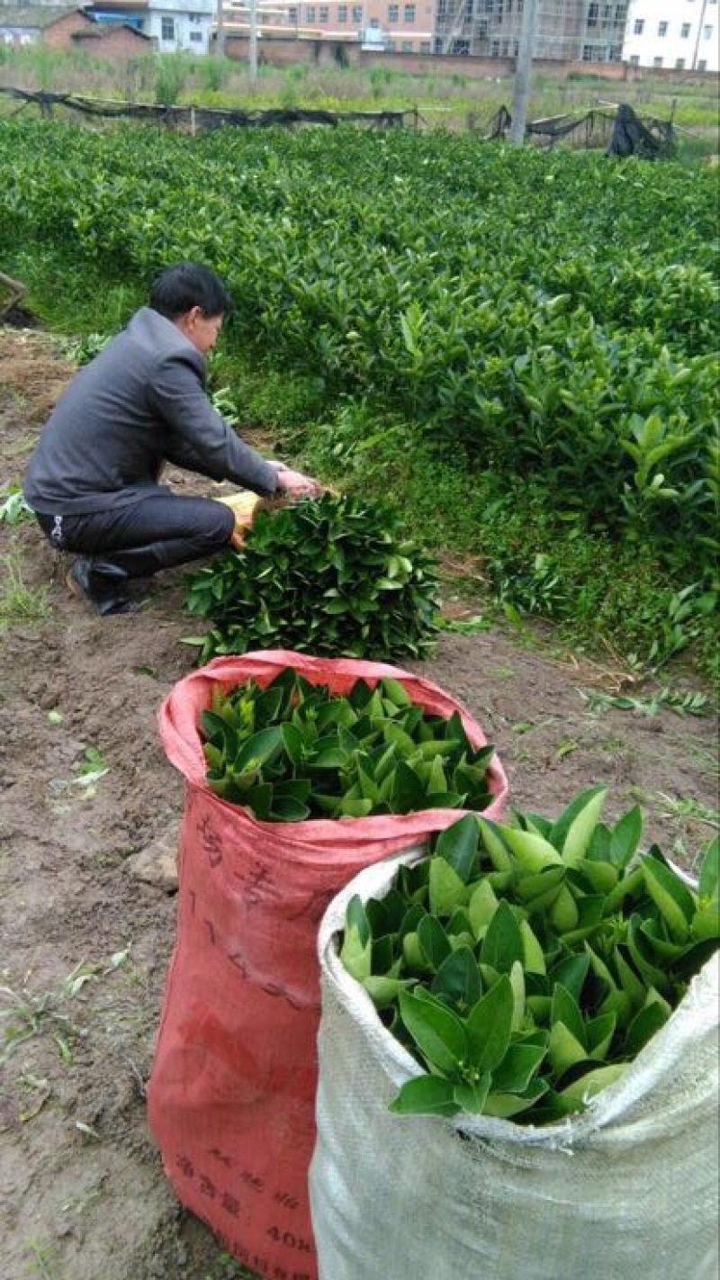纽荷尔脐橙苗卡拉卡拉红心血橙苗一年苗嫁接果树苗