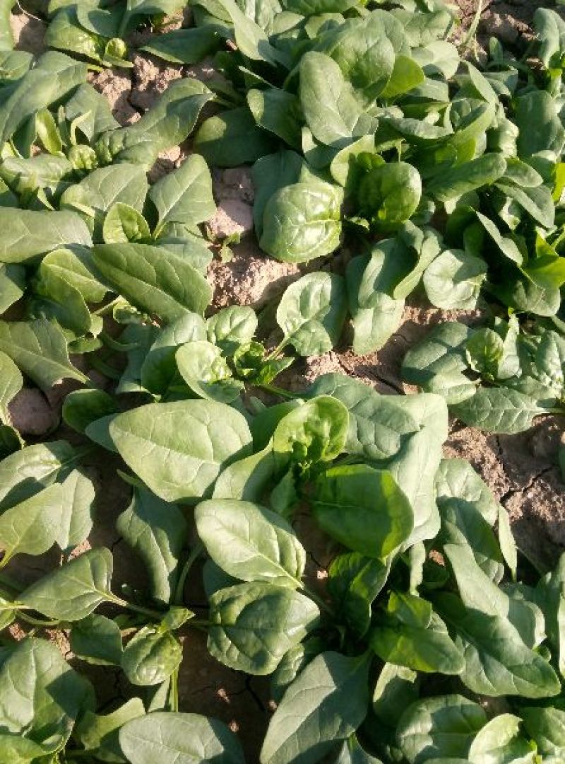 黑叶菠菜小菠菜