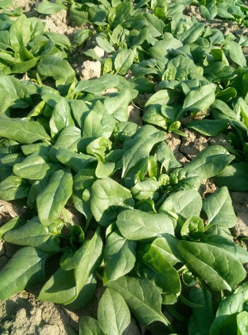 黑叶菠菜小菠菜