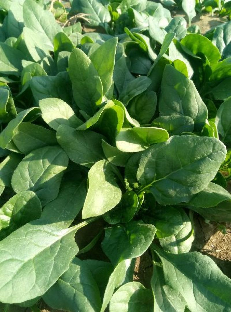 黑叶菠菜小菠菜