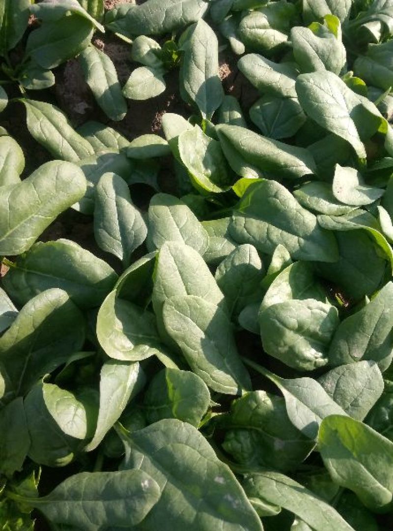 黑叶菠菜小菠菜