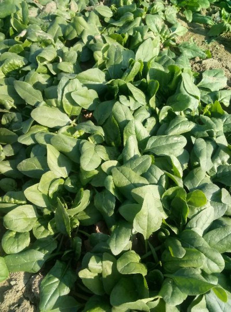黑叶菠菜小菠菜