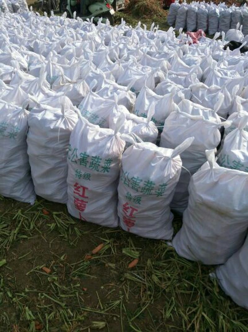三红七寸参胡萝卜2两以上水洗10厘米以上三红胡萝卜