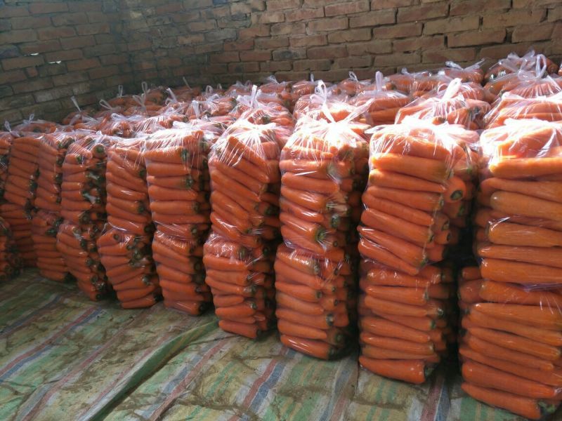 三红七寸参胡萝卜2两以上水洗10厘米以上三红胡萝卜