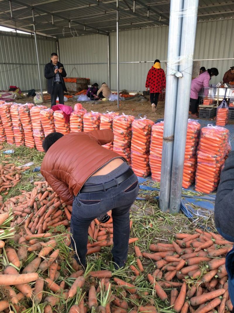 三红七寸参胡萝卜2两以上水洗10厘米以上三红胡萝卜